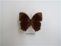 藏品(森林暮眼蝶)的圖片